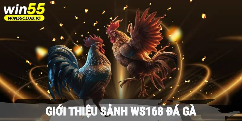 Giới thiệu sảnh Ws168 đá gà tại win55 chất lượng cao