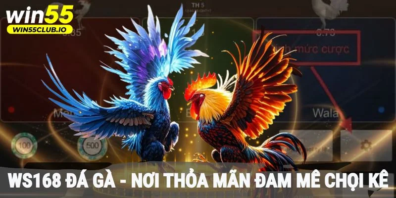 Ws168 đá gà - Nơi thoả mãn đam mê chọi kê